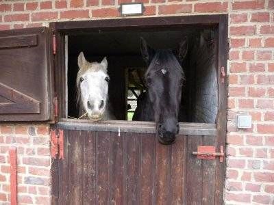 Pension de chevaux La Métairie