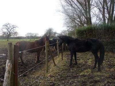 Pension de chevaux La Métairie