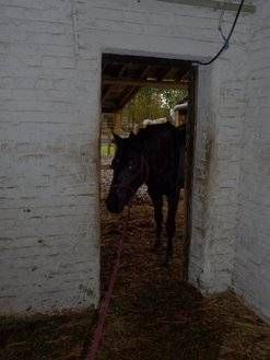Pension de chevaux La Métairie