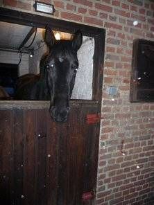 Pension de chevaux La Métairie
