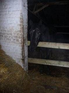 Pension de chevaux La Métairie