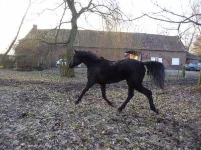 Pension de chevaux La Métairie