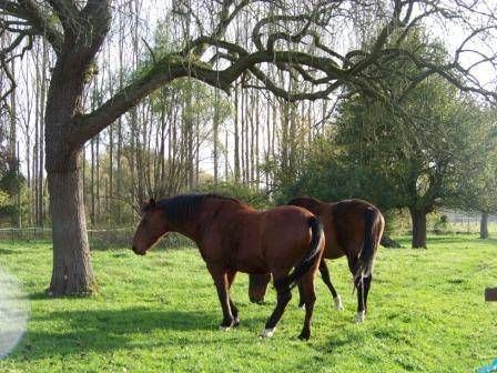 Pension de chevaux La Métairie